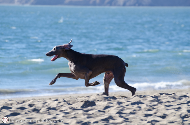 Justice Running